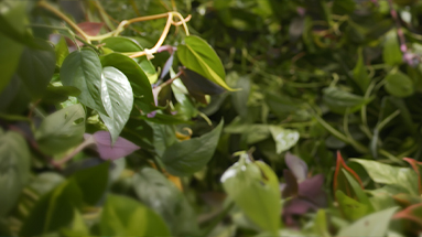 Close-up of plants.